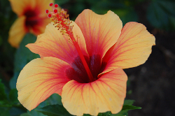 Orangepink_Hibiscus_Flower_250