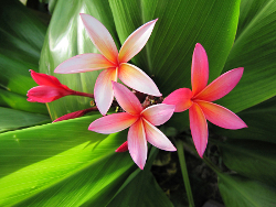 Plumeria_Flowers_2501