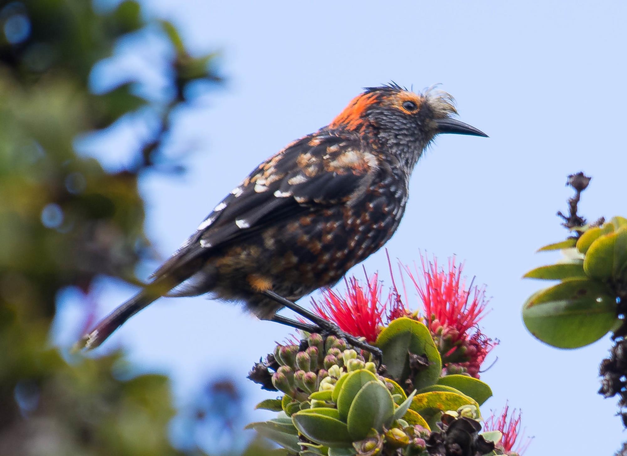 Honey Creeper