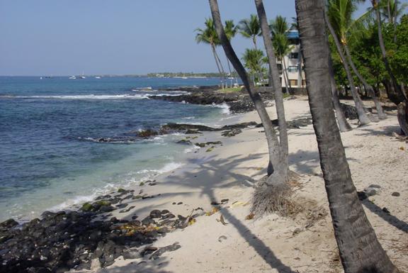 palm trees on a sandy beach